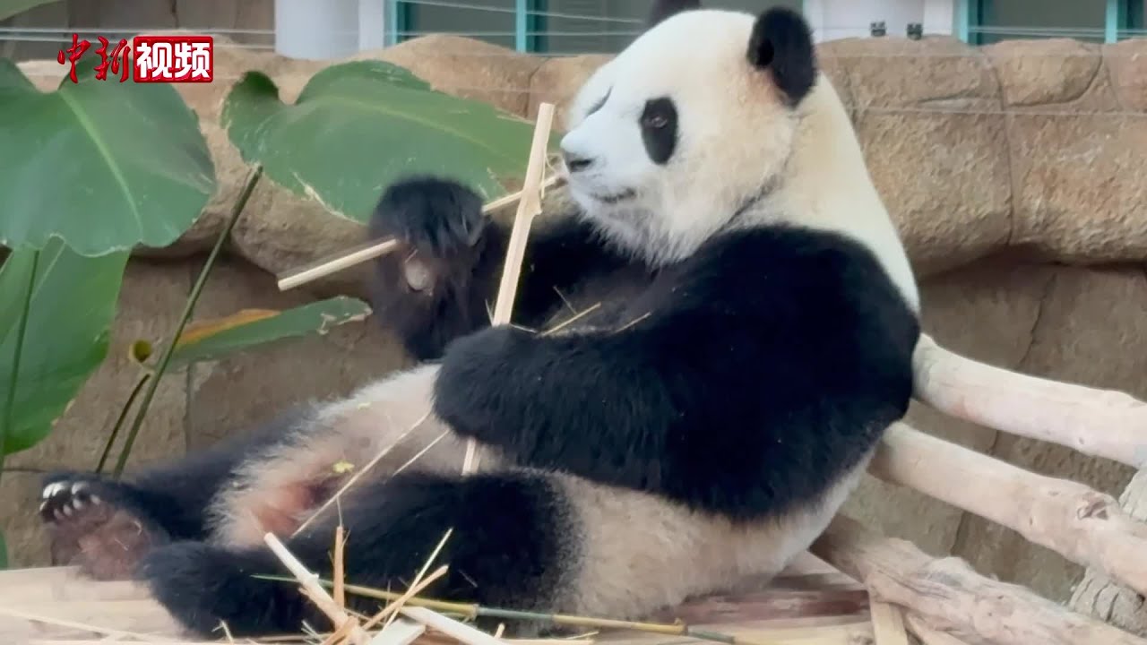 旅马大熊猫“辰星”“晓月”与公众见面