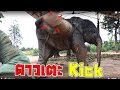 kick ลูกเตะดาวมงคล elephant *-*