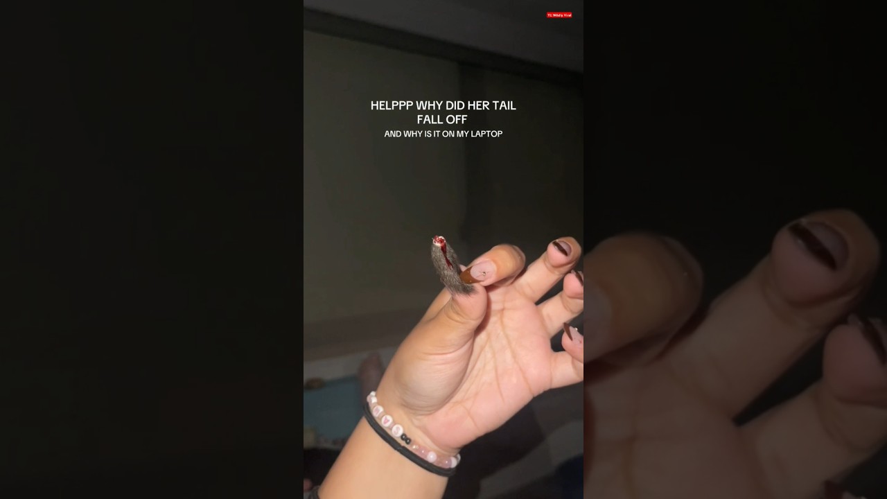 My cats tail fell off😭 