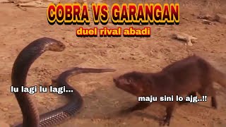 Duel Sengit Cobra Vs Garangan  Siapa Bakal Menang
