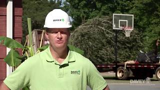 Process of Transplanting & Planting Large Trees
