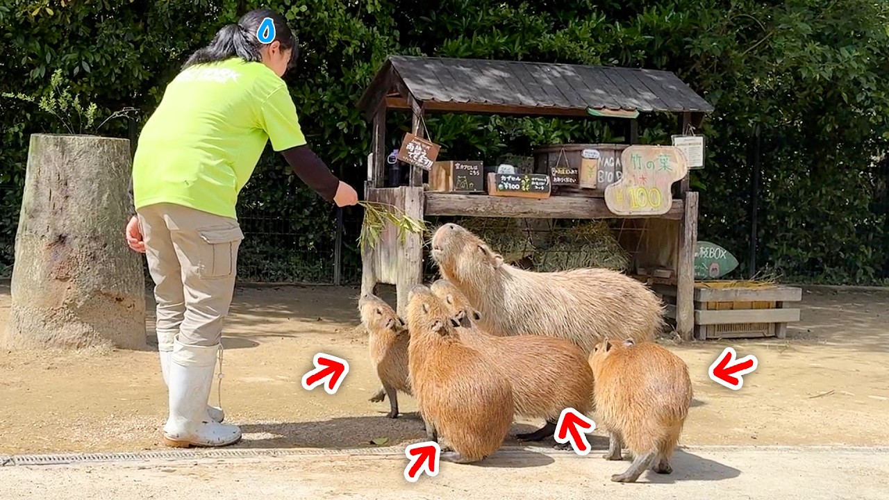 【はちのすくすく日記】カピバラのお母さんを呼ぼうと思ったら子どもたちが大集合www【KTN】