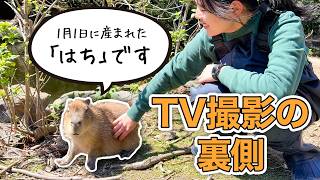 お正月に生まれた赤ちゃんカピバラ「はち」のテレビ撮影の裏側に密着しました！【KTNさん命名】