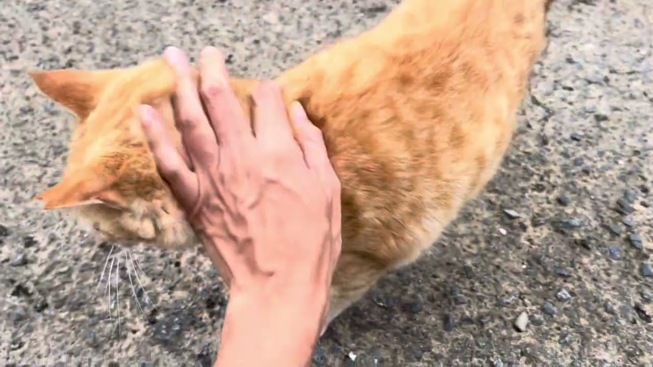 深島の猫】さち - YouTube