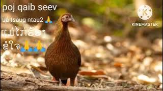 poj qaib seev zoo :2022/2023