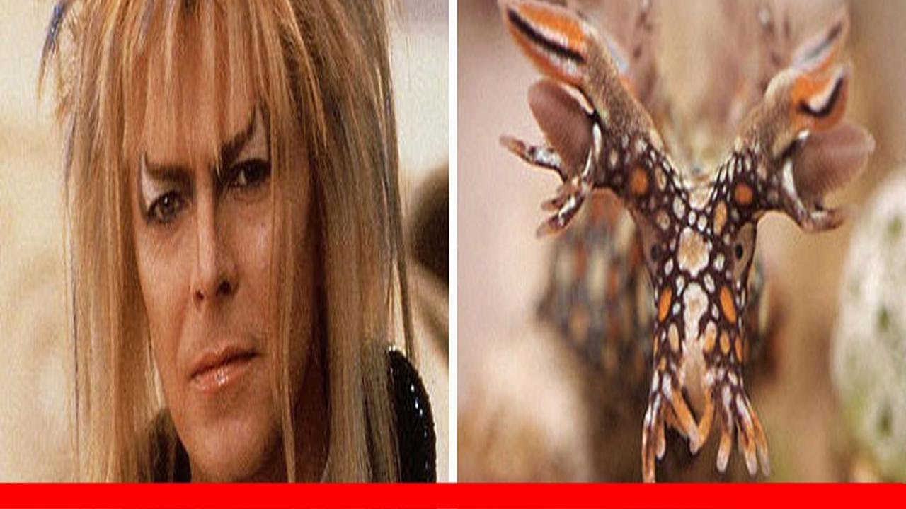 Someone Spotted That David Bowie Often Looked Like A Sea Slug, Created An Entire Blog To Prove It 😂