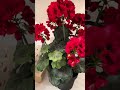 Raz 12" or 20.5" Potted Geranium Bush Spring or Summer Home Decor