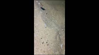 🔱Live Stream🔴Underwater diving to catch eels, crabs, and lobsters🐟️2026-08-01