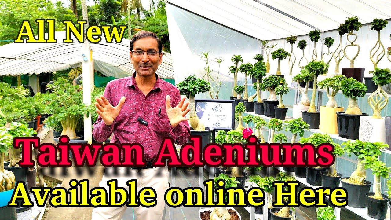 All New Taiwan Varieties of Adeniums are Available in this Nursery. Hriday Nursery, Kolkata 