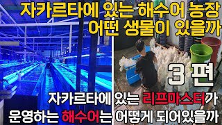 해수어 수출하는 외국 업체를 직접 찾아갔습니다 3편 (동물나라에 산호를 납품하는 인도네시아 발리 , 자카르타에 있는 업체)