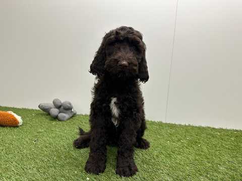 Video Cockapoo