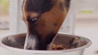 Que tener en cuenta a la hora de alimentar a mi perro? by CANES py 24 views 10 months ago 3 minutes, 29 seconds