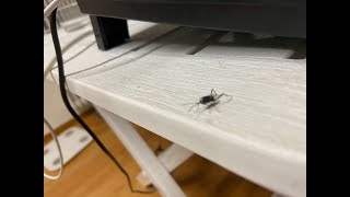 Unidentified bug on desk - sad ending