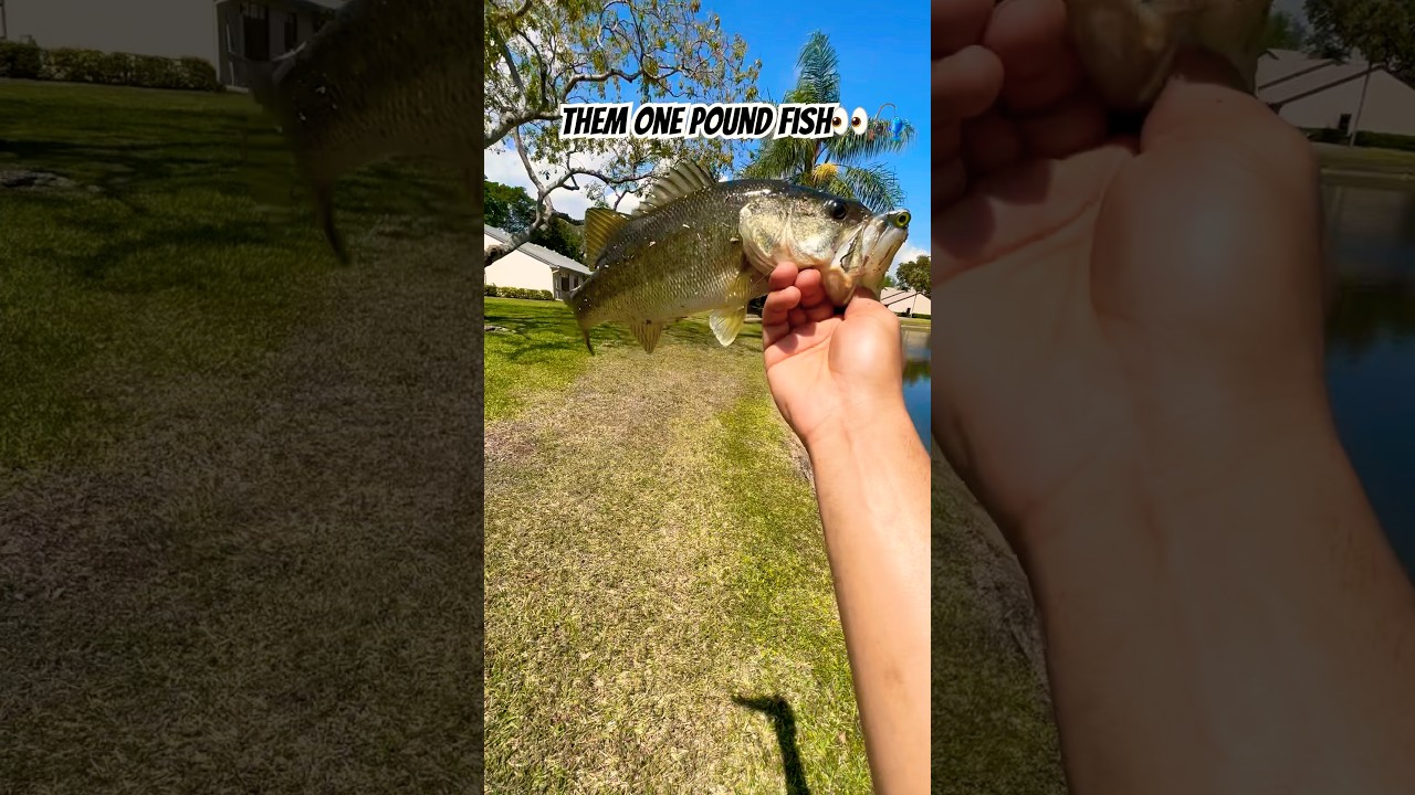 Them dang one pound fish😅🎣