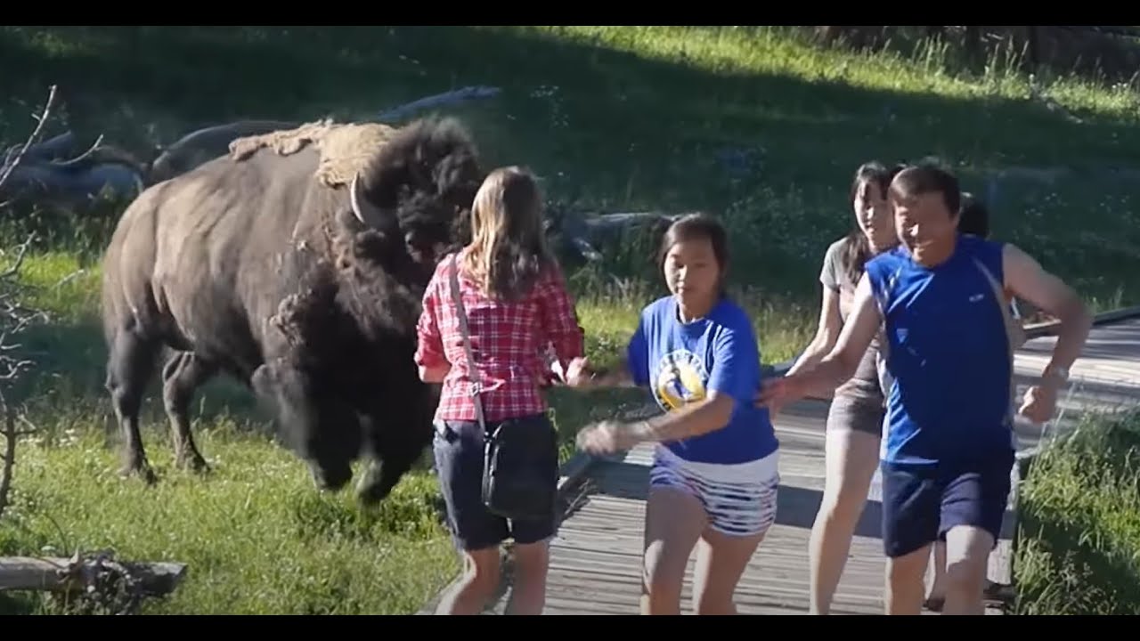 How to Outrun a Bison Attack!