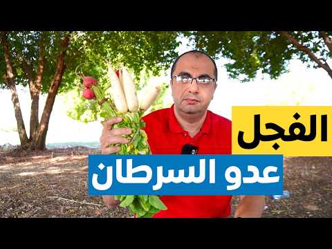 الفجل الفجل عدو السرطان