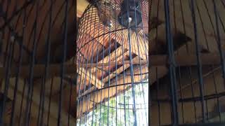 Masteran Gereja Tarung Roll Tembak