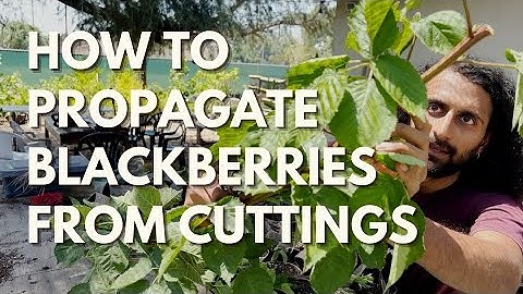 How to Propagate Blackberry from Cuttings