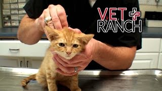 Both His Back Legs Are Broken