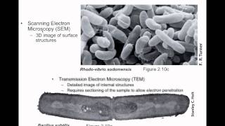 Microscopy and The General Organization of Microbial Cells