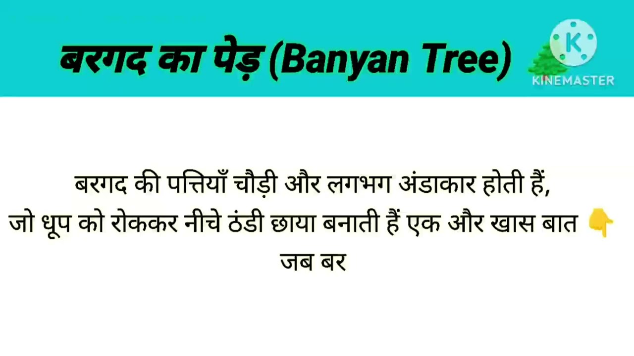 Bargad Ka Ped in hindi | Banyan Tree Facts & Importance | Study Class || Gk questions || Gk Quiz 