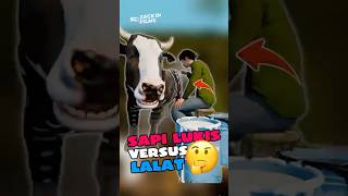 Why Are Cows Painted Like Zebras !?