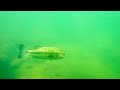 I Swam Along A Ledge and Found a Beautiful Bass!