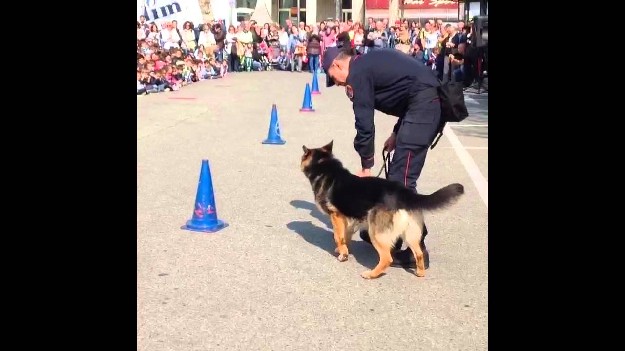 CUORGNÈ - studenti a lezione dai carabinieri. Dimostrazione cinofili Arma