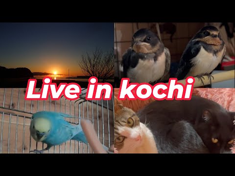 【南海トラフ】冬土佐☀☆彡太平洋ライブカメラ＆猫＆インコ🐦波の音🌊 野鳥観察 kochi japan【土佐】