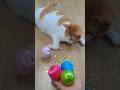 뭉치스타 #reversevideo #marblerunandmore #cat #catvideos #reverse