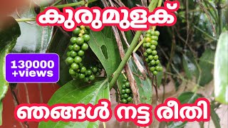 കുരുമുളക് ഞങ്ങൾ നട്ട രീതി | Black Pepper Planting Method | kurumulaku krishi | Malayalam |