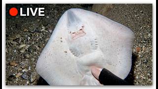 Details 🔴 LIVE | Catching MONSTER Lobsters by Hand! 🦞 (Underwater Adventure) Update
