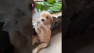 The stupid puppy is so well behaved and cute #goldenretriever #dog #cutedog #pets #shorts