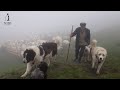 Plecarea oilor la PĂȘUNE pe CEAȚĂ în munții RARĂU | Câinii au dormit roată pe lângă STAUL - EP.3
