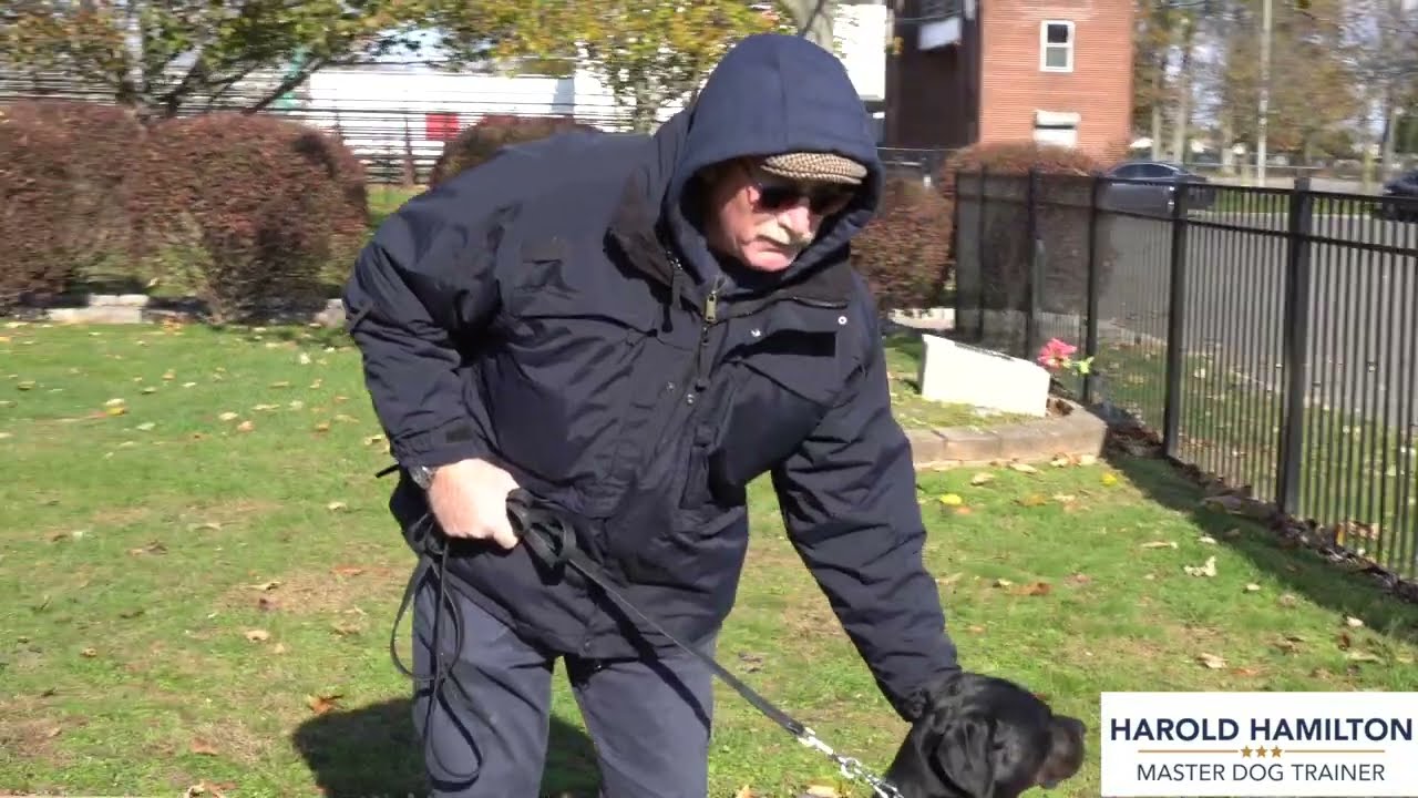 Patrick and Guinness - Dog Anxiety - Harold Hamilton - Master Dog Trainer - Long Island, NY