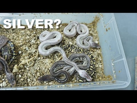 Video: Metallic Silver Snake Breed Opdaget I Bahamas