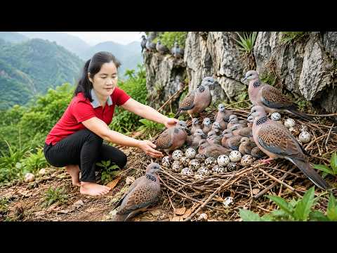 Harvesting Legendary Cliff Birds & Goes to market sell | Harvest Many Fresh Quail Eggs