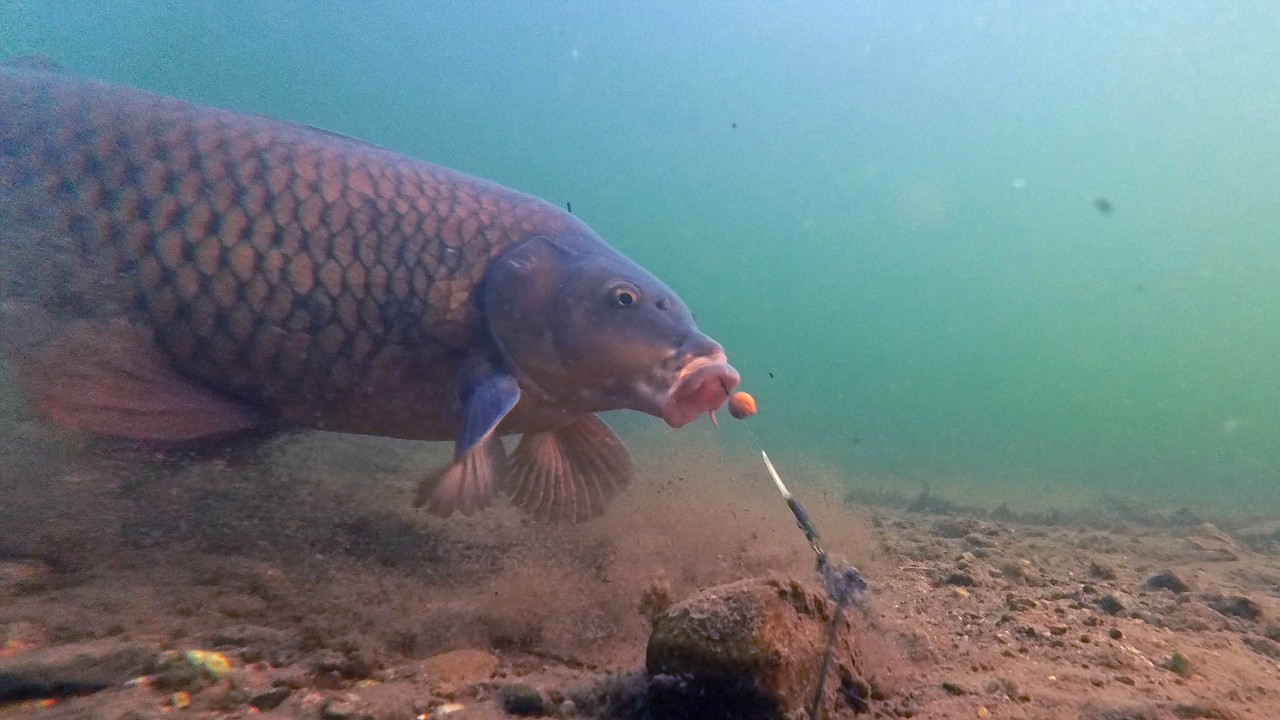 Line-Cam Carp Escape: Hooked, Then Gone