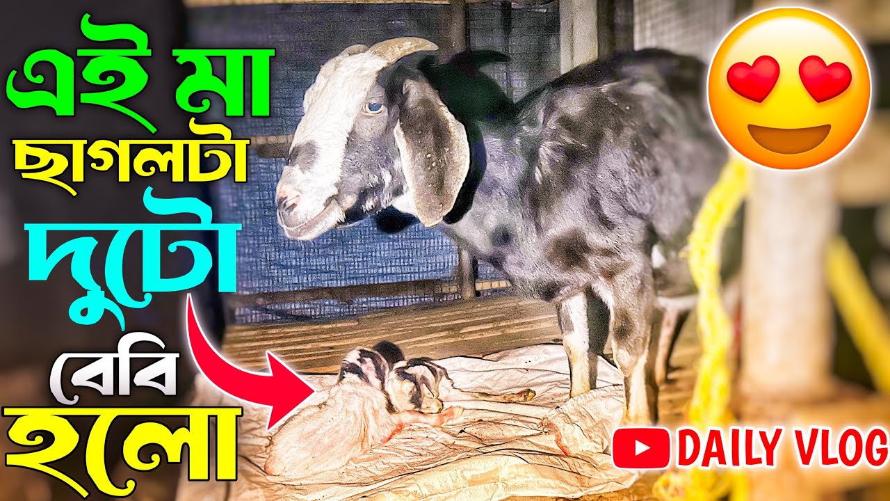 এই মা ছাগলটা দুটো বেবি হলো 🐐 কালো ছাগলটা আবার মা হল 🐐 Goat Farm India Video 📸  Viral Video 2026 