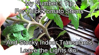 My #1 Tip for Growing Strong Stocky Indoor Tomato Transplants - No Legginess!: Two Minute TRG Tips