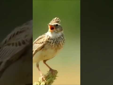 طائر المطوق