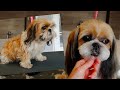 Shih Tzu Full Groom