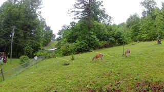 Beautiful young Deer walking behind my house security camera