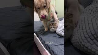 小狗会偏心自己养的第一只猫吗？#金毛#大型狗#日常#宠物狗#可爱的#FunnyDogs#shorts