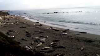 Stinky Elephant Seal