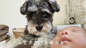 赤ちゃんと犬 Youtube 赤ちゃんと犬 Youtube