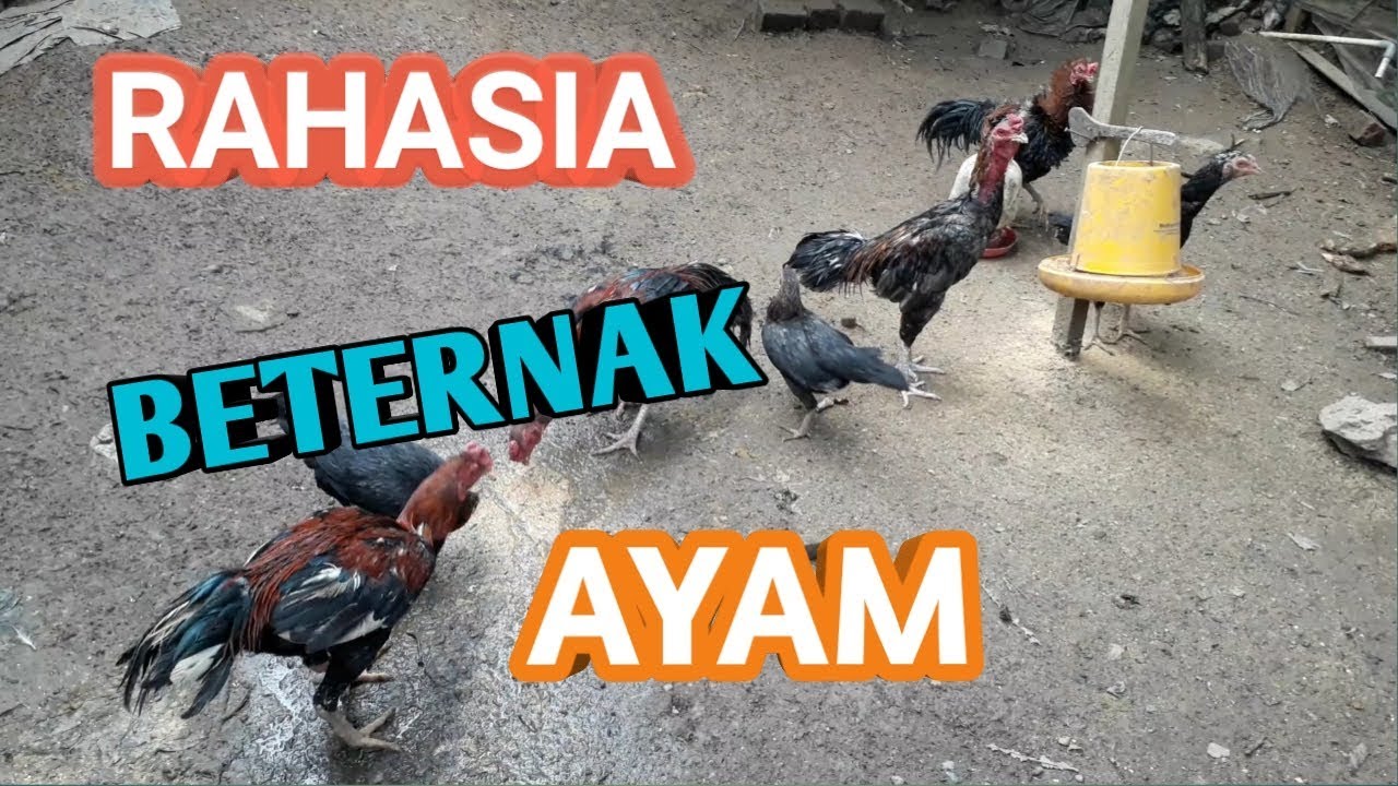 CARA AGAR KANDANG AYAM TIDAK BAU 