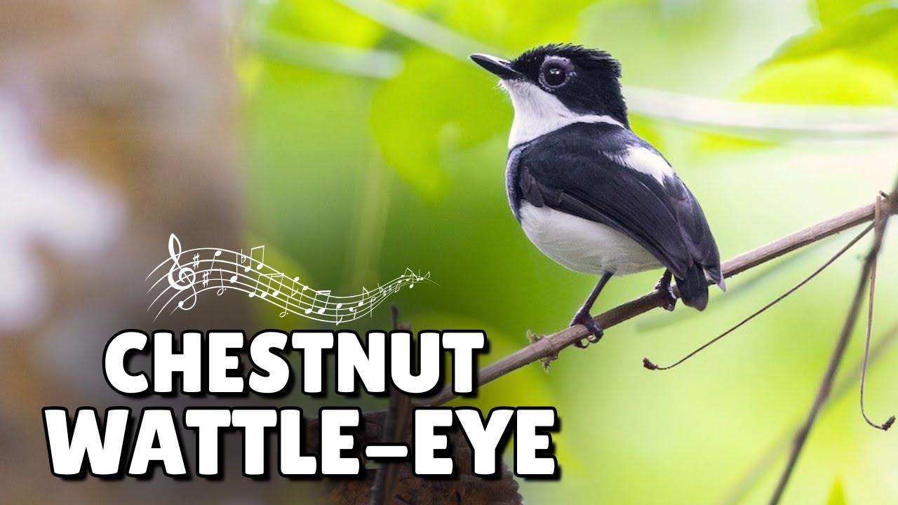 STUNNING Wattle-Eye Catches Insects Mid-Air PERFECTLY - Congo Magic Sound!