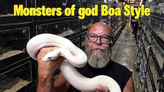 Fire/Leucistic Boa History and identification. A preview.