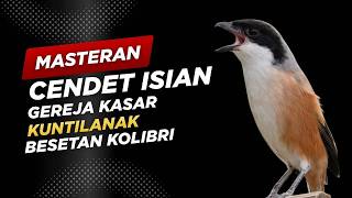 Masteran Cendet Isian Gereja Kasar, Kuntilanak, Besetan Kolibri